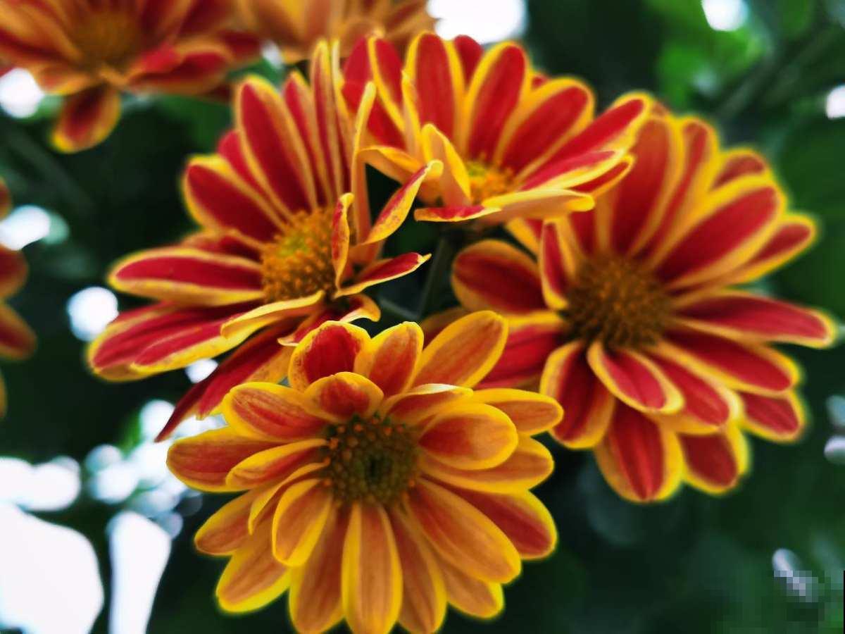 这5种人趁早放弃养花，白费时间和力气，天天净花冤枉钱