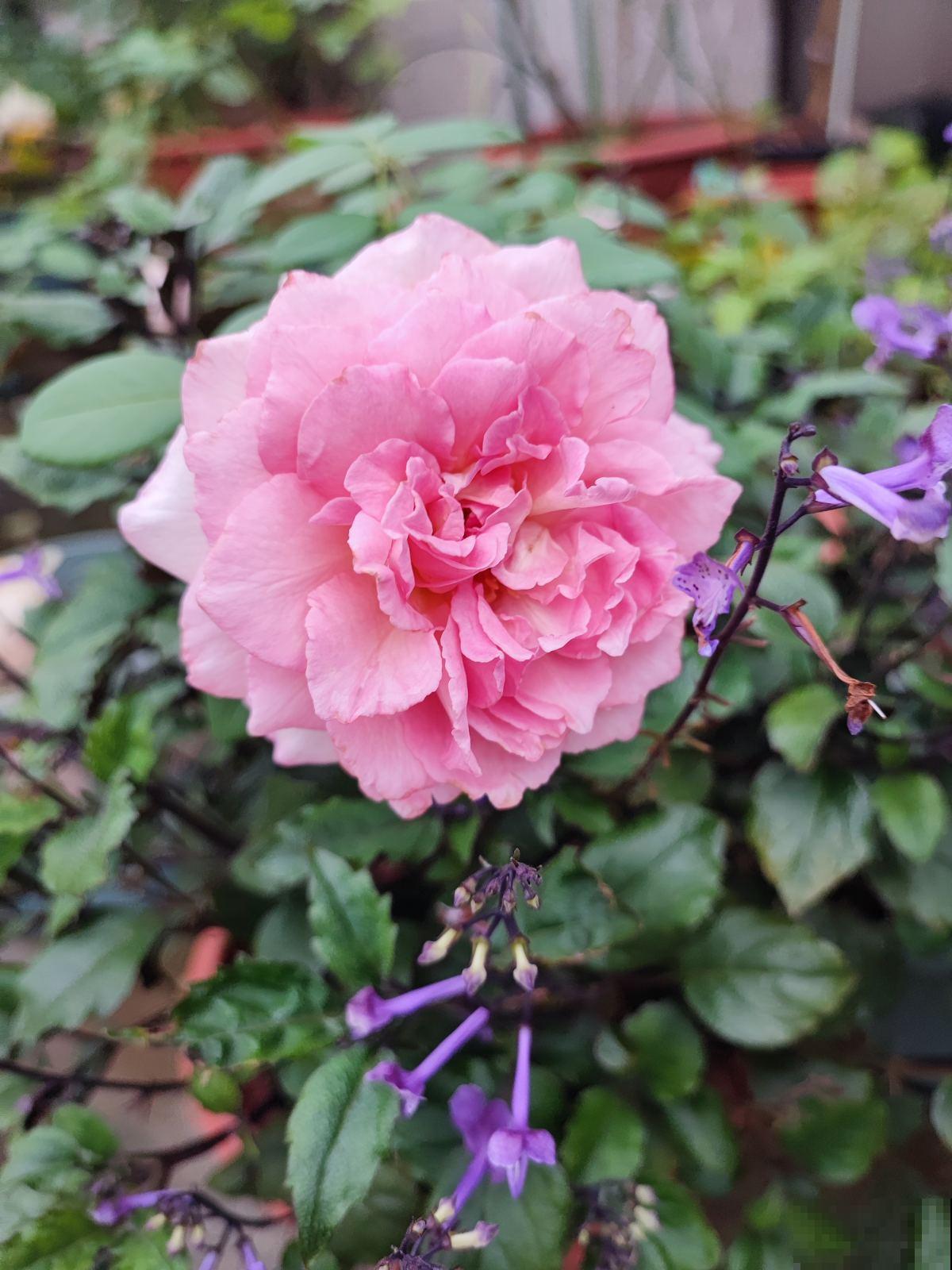 想要做花柱花墙，推荐7种藤本月季，值得拥有