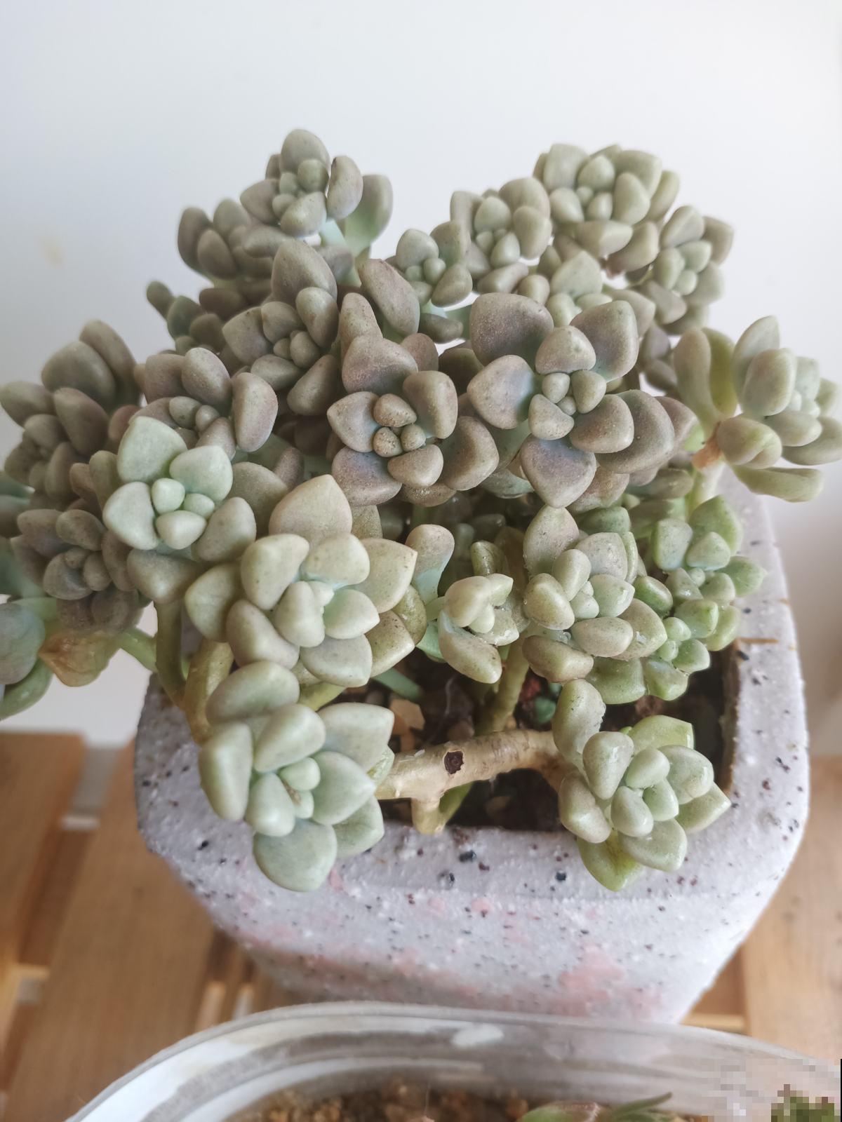 去她家里才知道，什么是多肉大户，有2盆原来这么爱爆盆