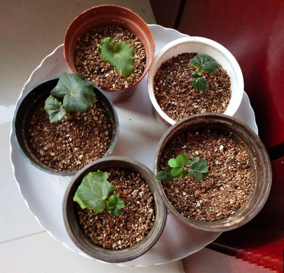 冬天扦插6种花，简单易成活，一盆变多盆