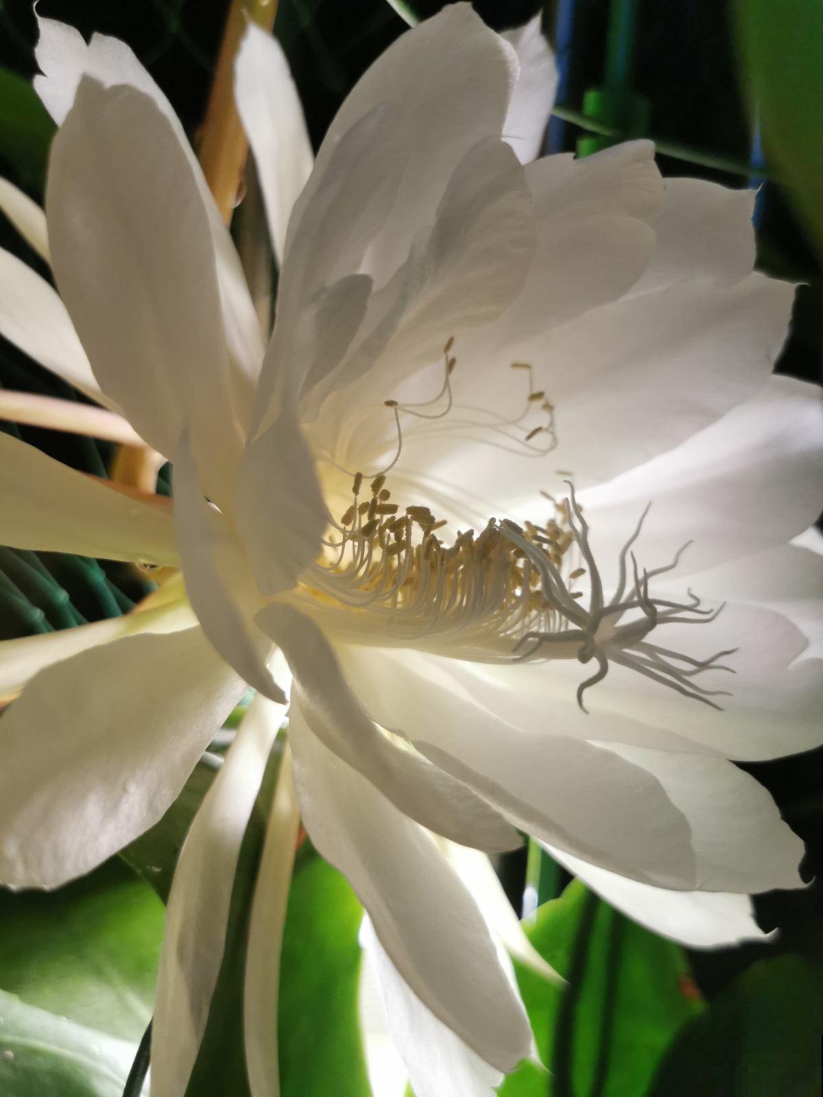 昙花一现人人知，开花仅一天的花，不止有昙花