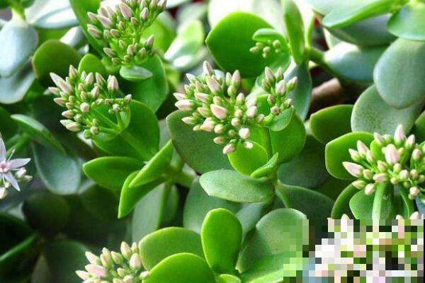 3种花堪称“传家宝”，养得时间越长，就越值钱