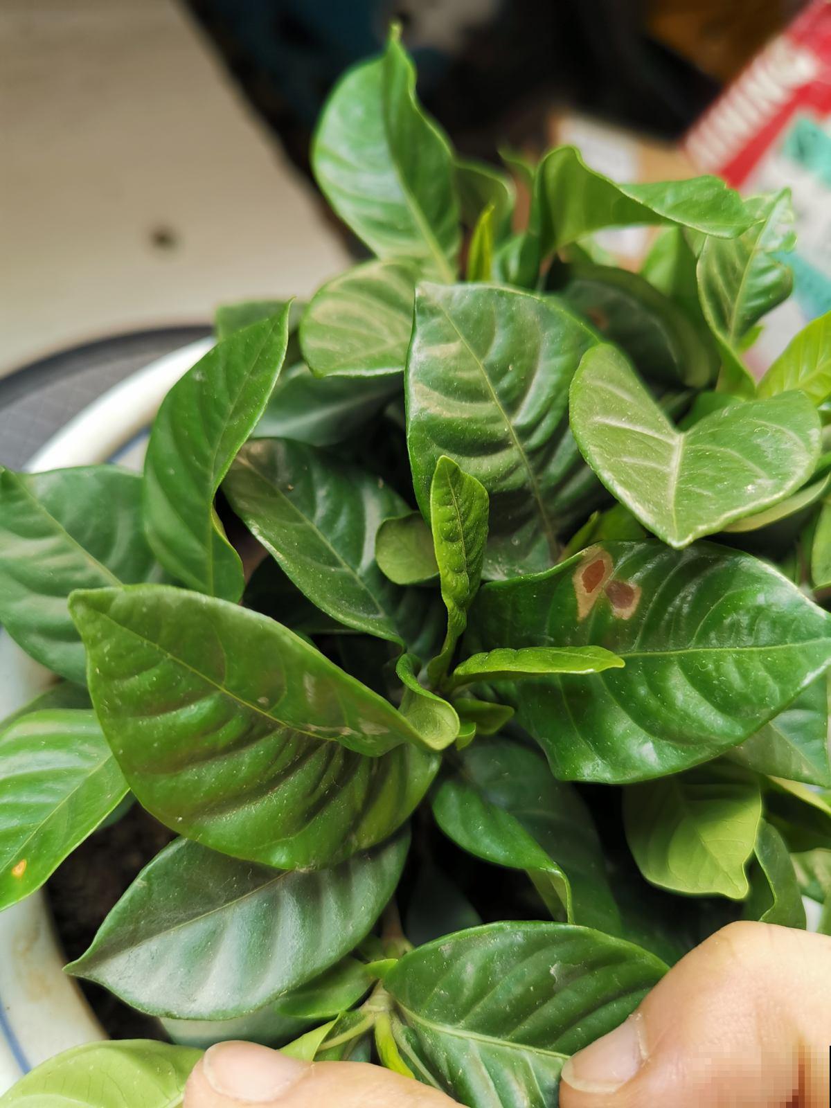 自制养花杀虫水,一天给花喝一勺,安全好用无污染 自制养花杀虫水,一天给花喝一勺,安全好用无污染