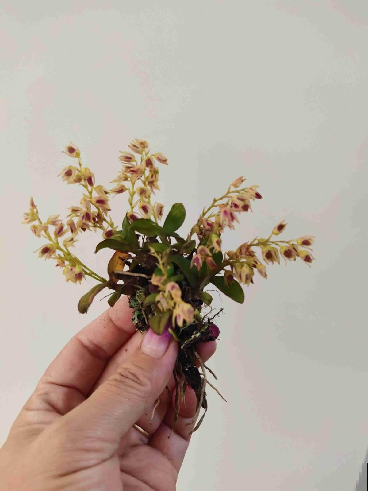 家里养一盆石斛,泡水当茶喝好处多多,季节干燥正合适 家里养一盆石斛,泡水当茶喝好处多多,季节干燥正合适