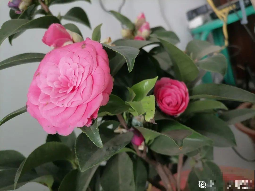 冬天常见的茶花，6个“毛病”经常犯，真难养