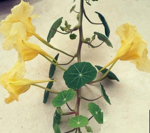 爱“攀爬”的4种花,开花节节高,家里也能变花园 爱“攀爬”的4种花,开花节节高,家里也能变花园