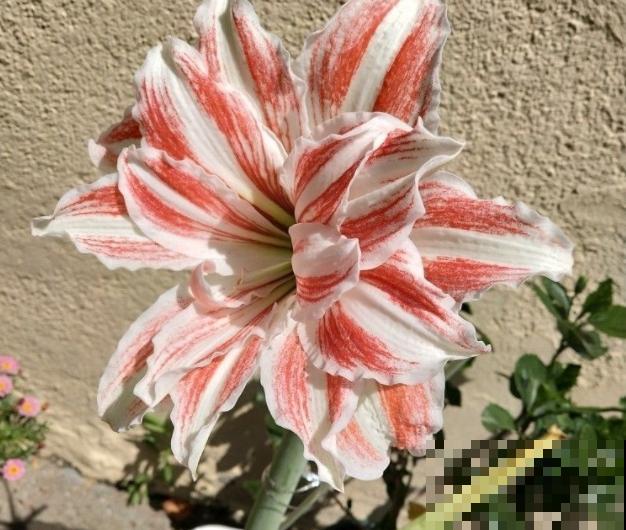 猫砂可以拌土养花？又一个养花小知识，赶快学起来