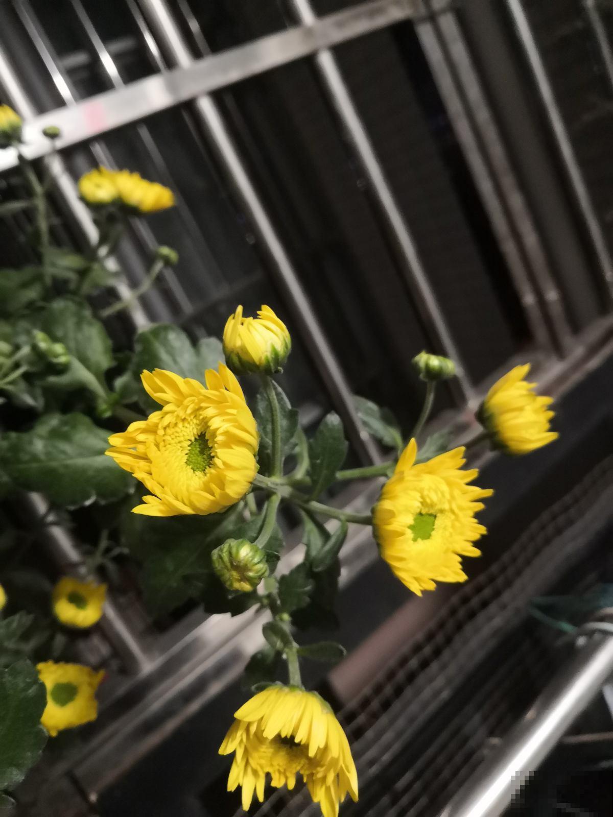 秋冬季节天气干燥，常喝这4种“养生茶”，养人又去火