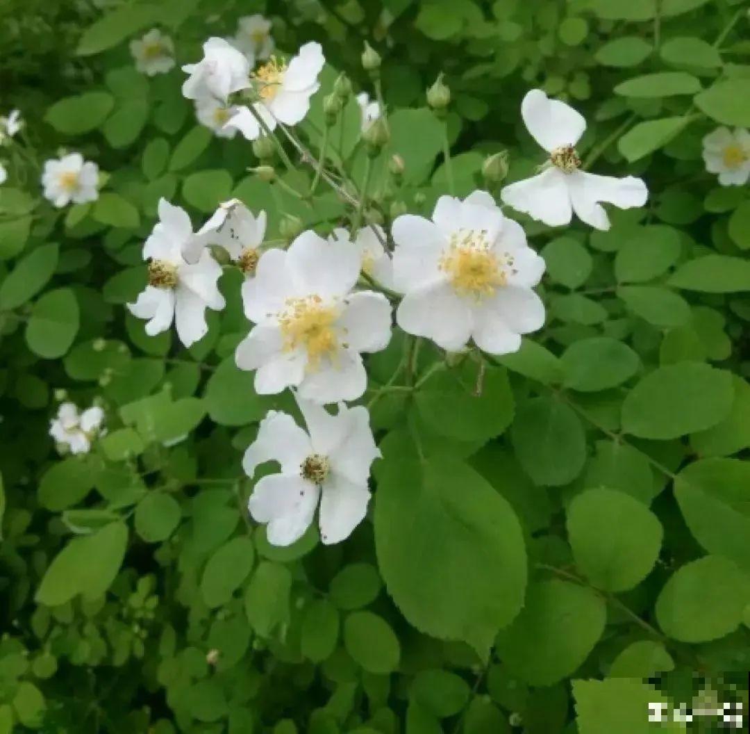 不良商贩真缺德，高价卖假货，不少人都上当