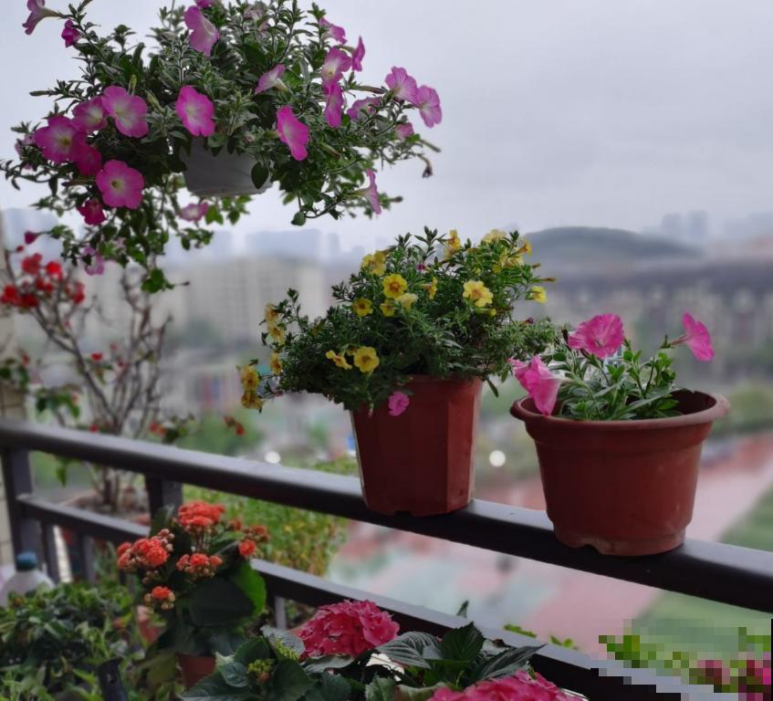 家里5个地方别养花，植物叶子发黄掉一地，赶紧把花搬走