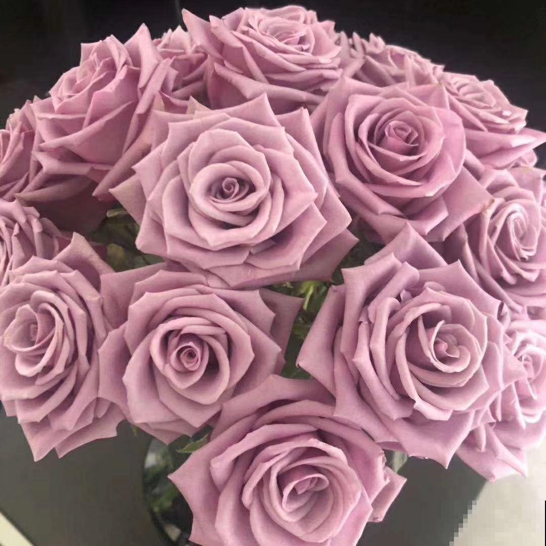 适合新手养的月季，花朵一个比一个大，花期还超长待机