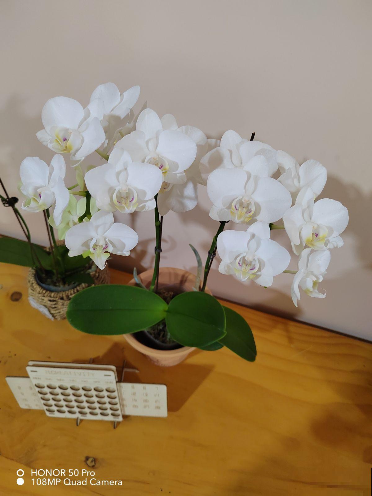 秋天常见的60种花，最全花卉图谱，收藏起来慢慢看