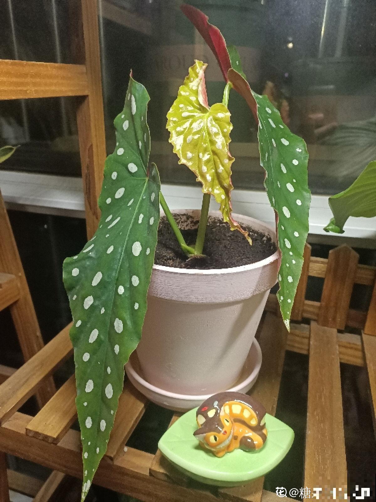 6种有格调的叶子花,室内养上它,气质十足贵气满满 6种有格调的叶子花,室内养上它,气质十足贵气满满