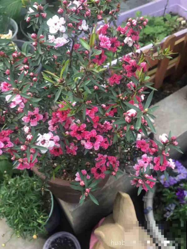 1种花开花长达8个月，满盆开出红色“吉祥花”，养在家里有好兆头