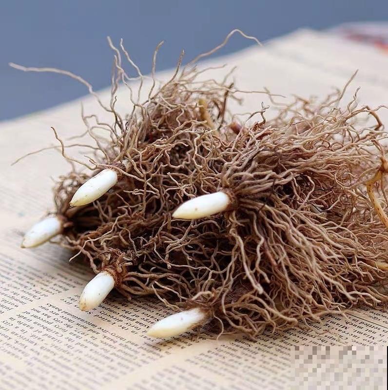 一把块根种土里，满枝条挂“铃铛”，开花满屋子高级香水味