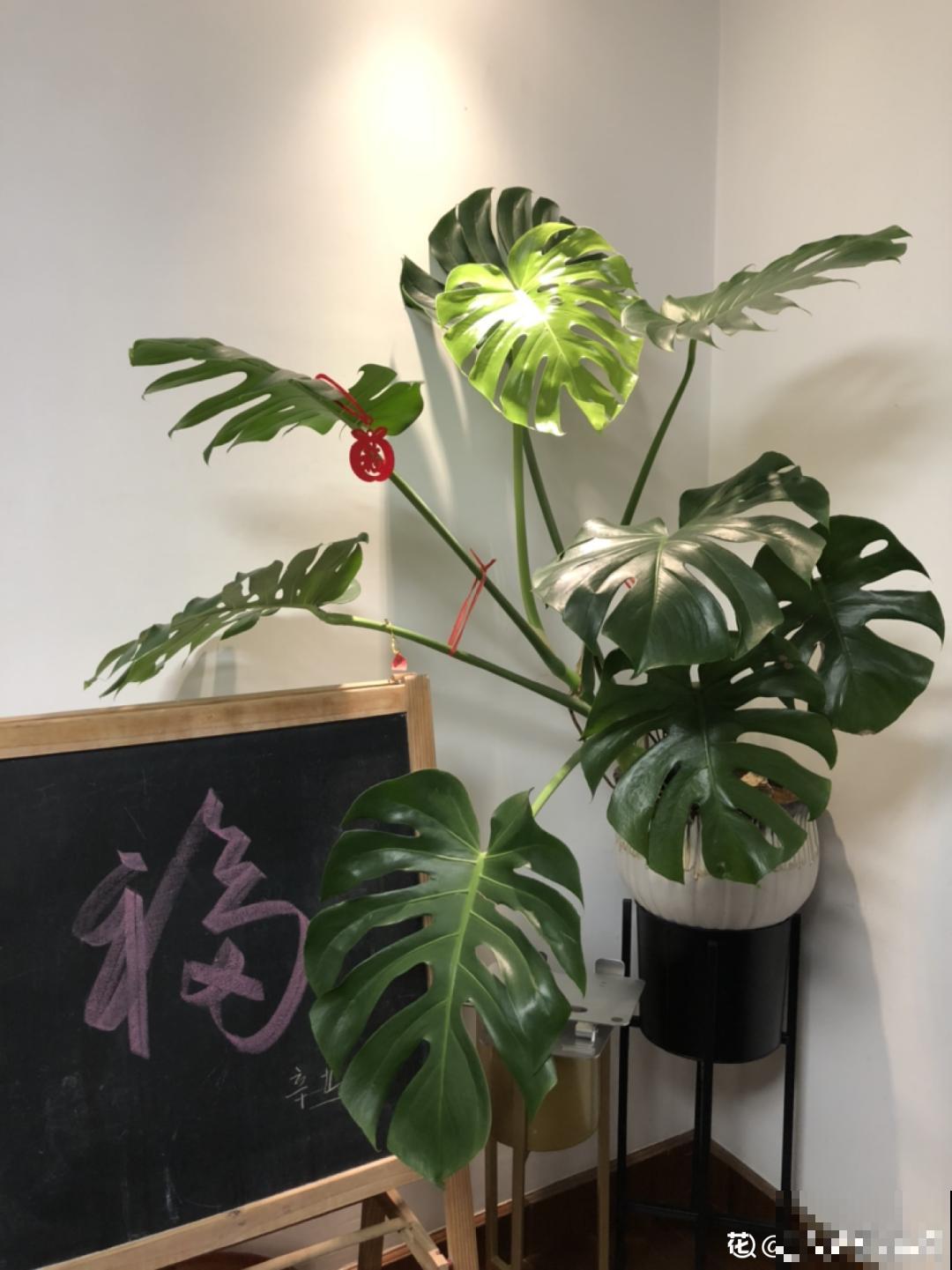 66万一盆的花,真是够贵的,打工几十年也攒不出一盆 66万一盆的花,真是够贵的,打工几十年也攒不出一盆