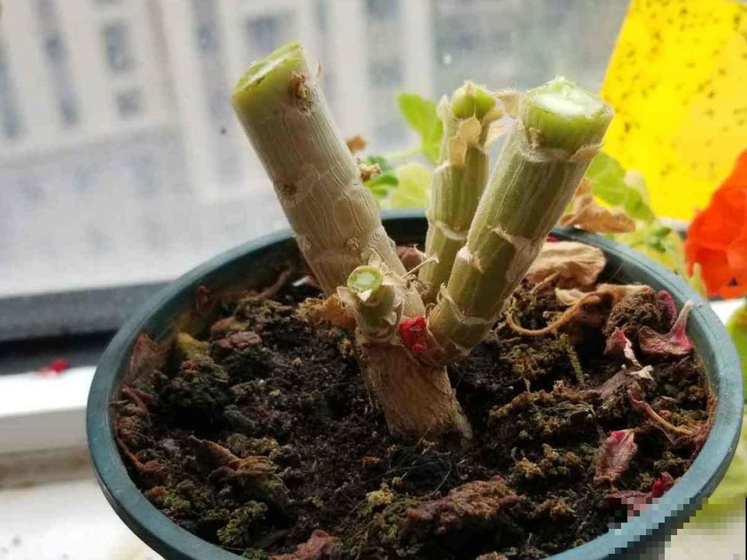 现在扦插8种花，生根快长得旺，冬春季节就开花