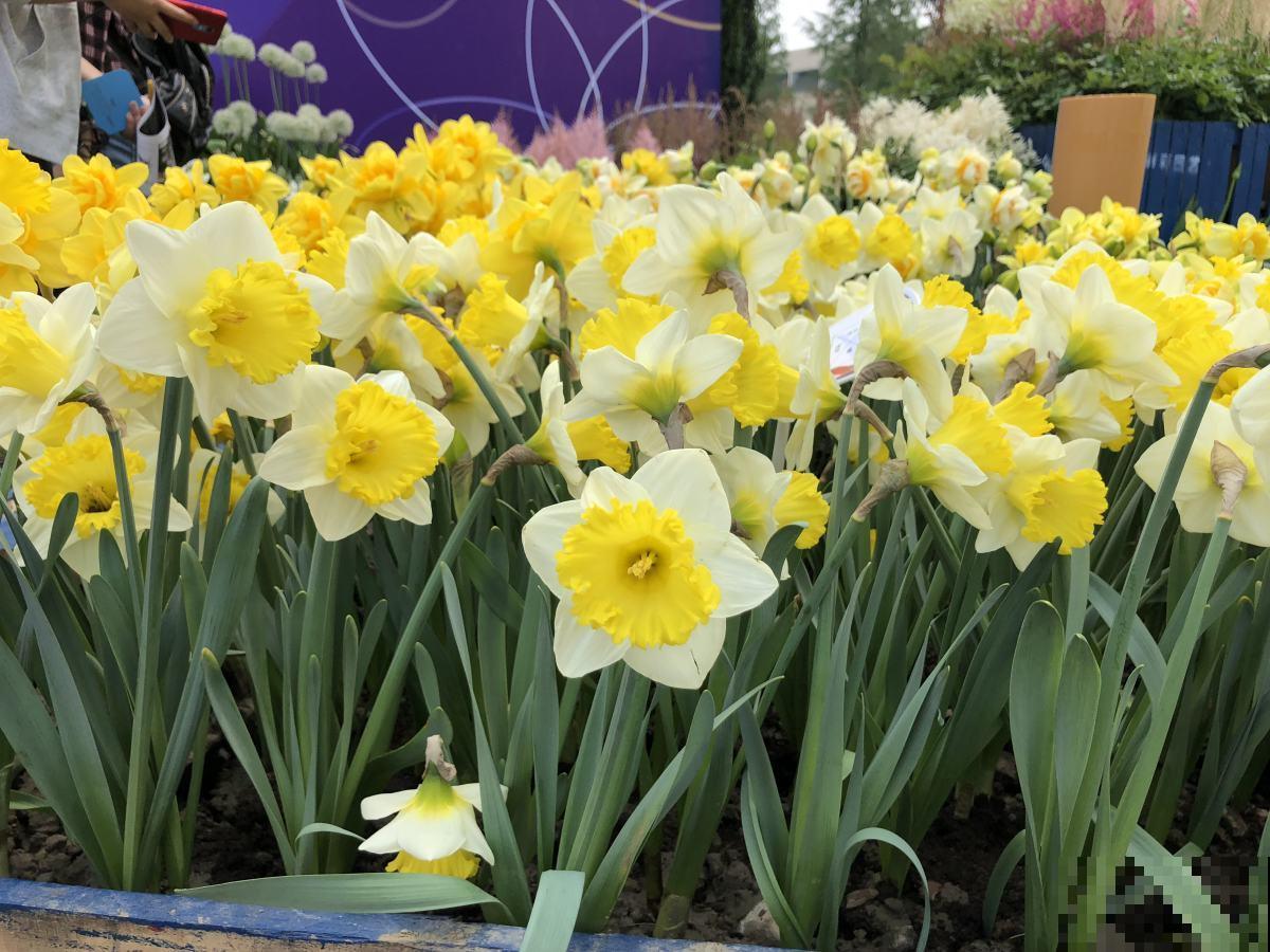 5种耐寒花,零下15度也能养,安全过冬花开爆盆 5种耐寒花,零下15度也能养,安全过冬花开爆盆