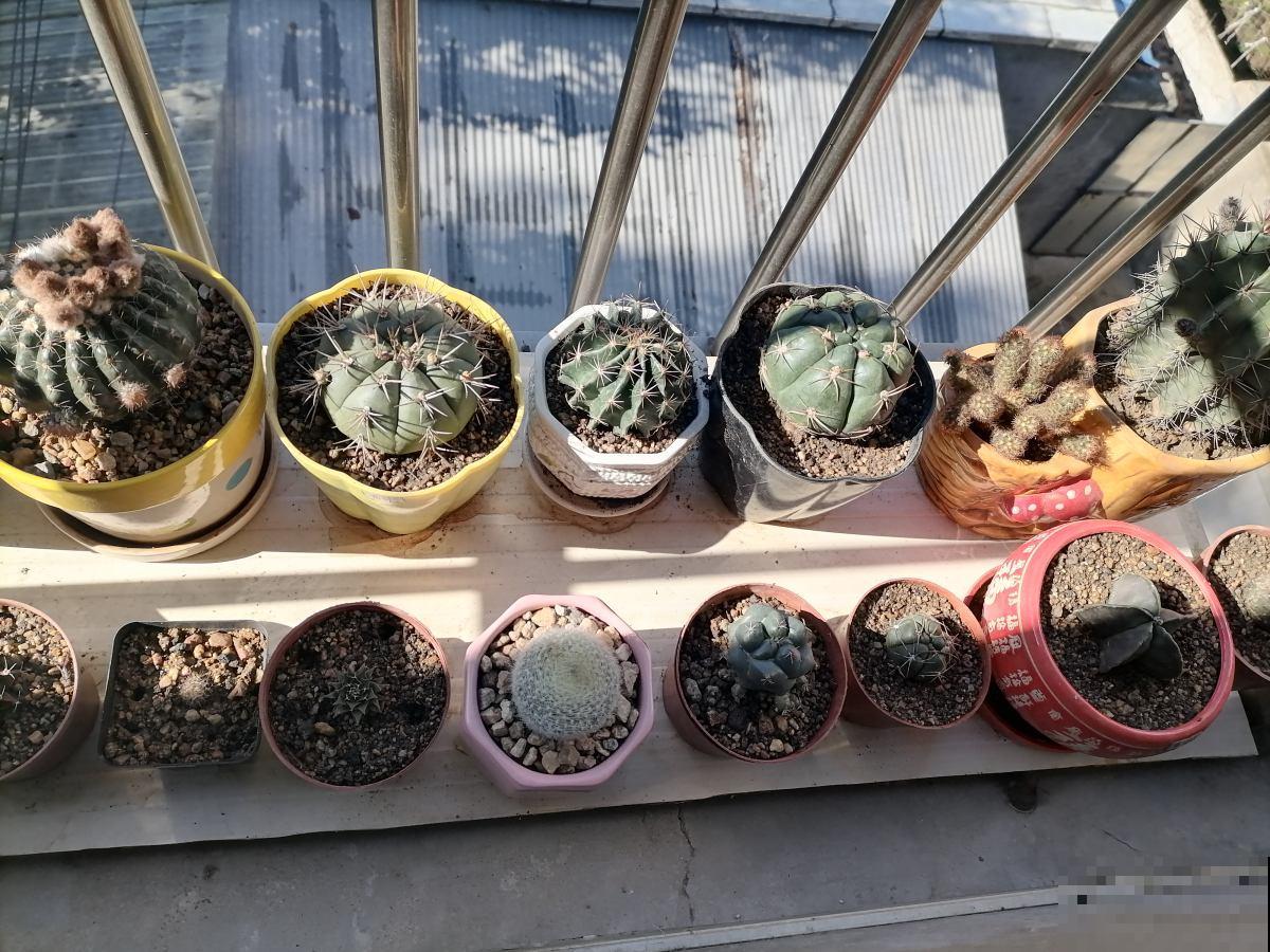 高空抛物真可怕，高楼花盆别乱放，不要因为养花而闯祸