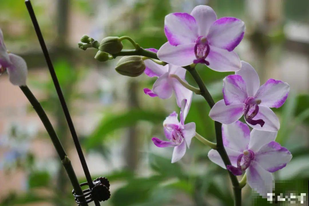 能开大半年的“蝴蝶花”,皮实耐阴好养活,养在家里喜庆热闹 能开大半年的“蝴蝶花”,皮实耐阴好养活,养在家里喜庆热闹