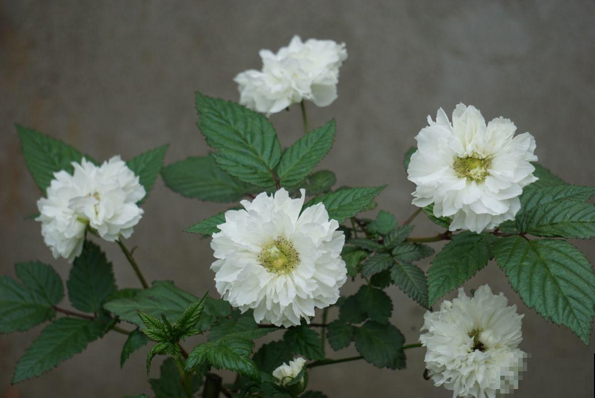 4种“不吉利的花”，以前没人养，现在抢着种