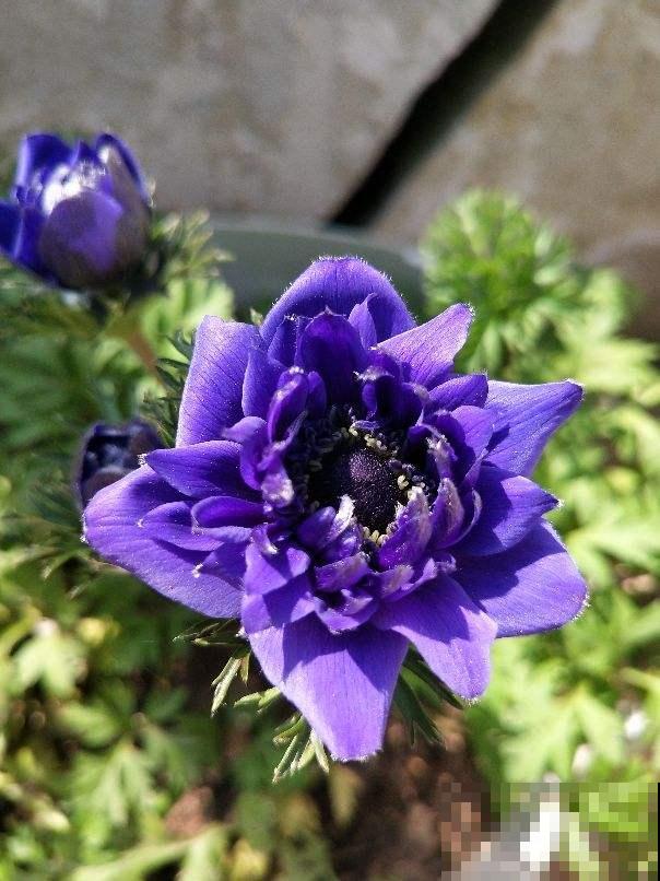 银莲花又被称为“风之花”,能耐寒零下20度,现在种下三月就开花 银莲花又被称为“风之花”,能耐寒零下20度,现在种下三月就开花