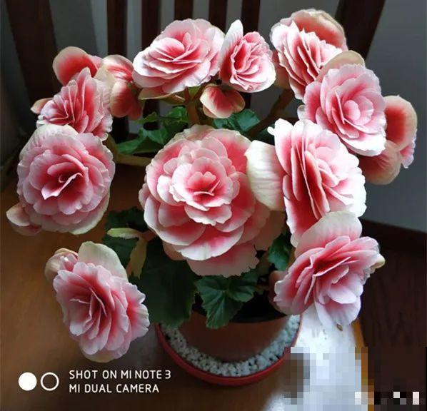 秋冬养盆丽格海棠,花朵像牡丹,有金玉满堂好兆头 秋冬养盆丽格海棠,花朵像牡丹,有金玉满堂好兆头