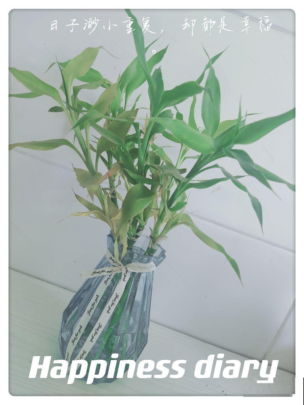 富贵竹买回家不要直接上盆，学会这5步，生根快不黄叶