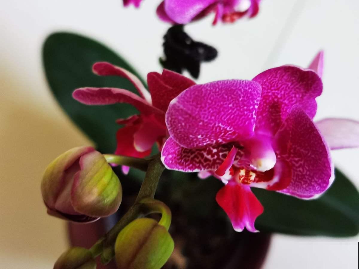 婆婆把我养的花送人，竟然理直气壮，说我抠门