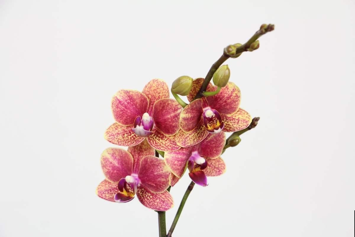 8种花，也太难养了，养好的都是大神