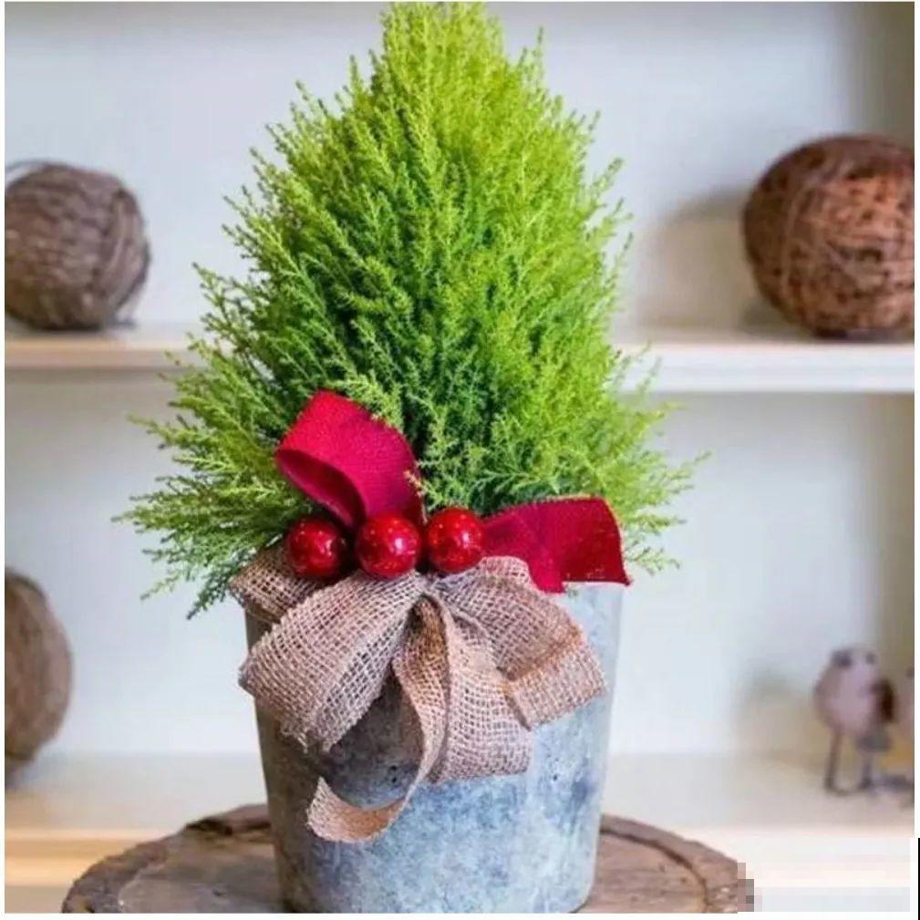 家里养一盆小香松,芬芳满室,满屋子都是高级香水味 家里养一盆小香松,芬芳满室,满屋子都是高级香水味