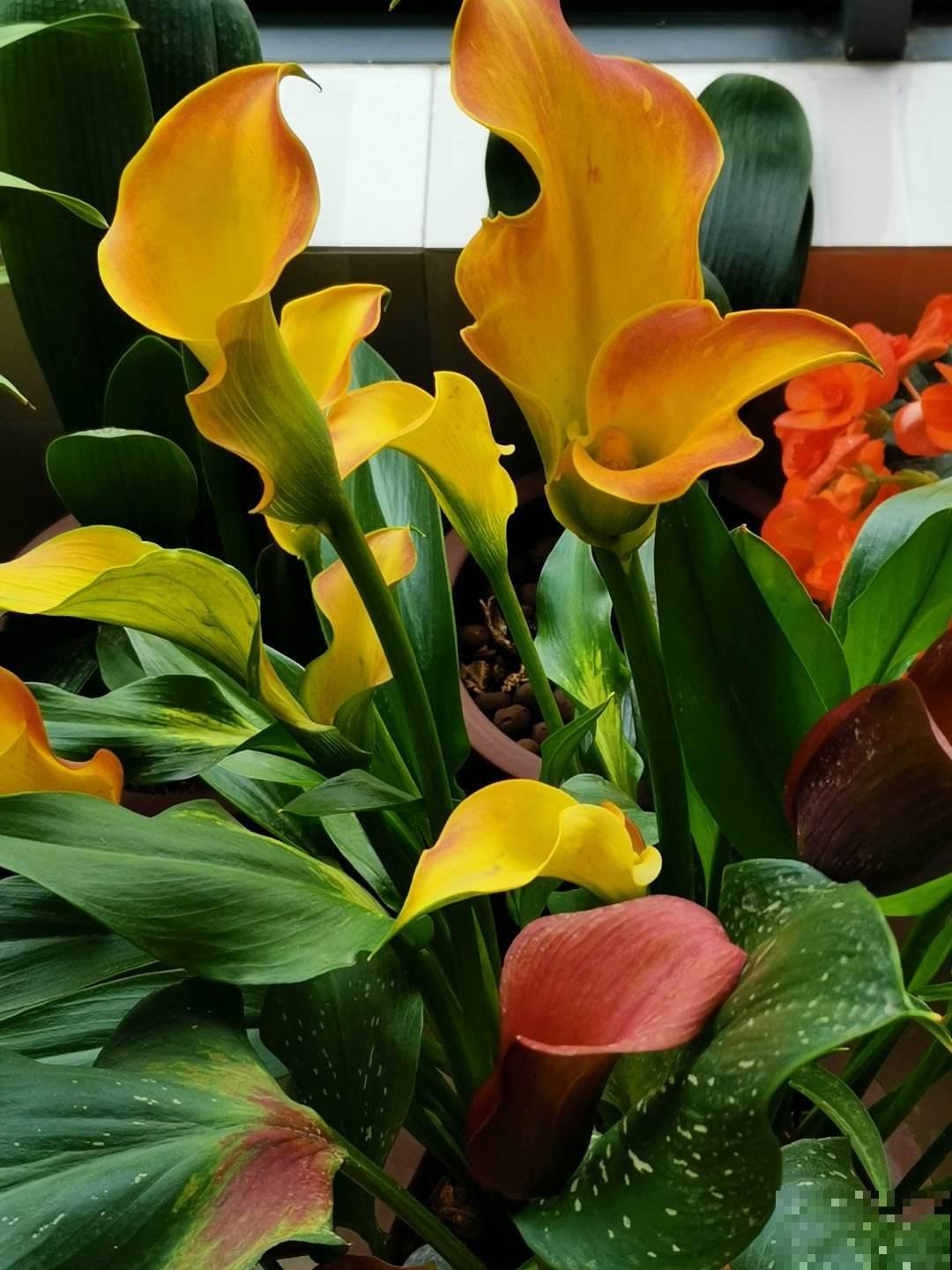 像漏斗一样的花，多浇水才能长得好，再也不担心浇多了