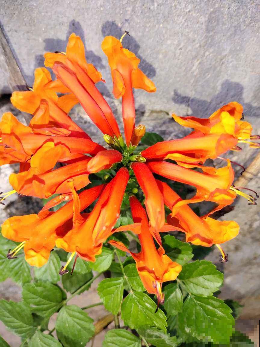 能“上房揭瓦”的凌霄花,种在篱笆上后悔了,邻居都要来投诉 能“上房揭瓦”的凌霄花,种在篱笆上后悔了,邻居都要来投诉