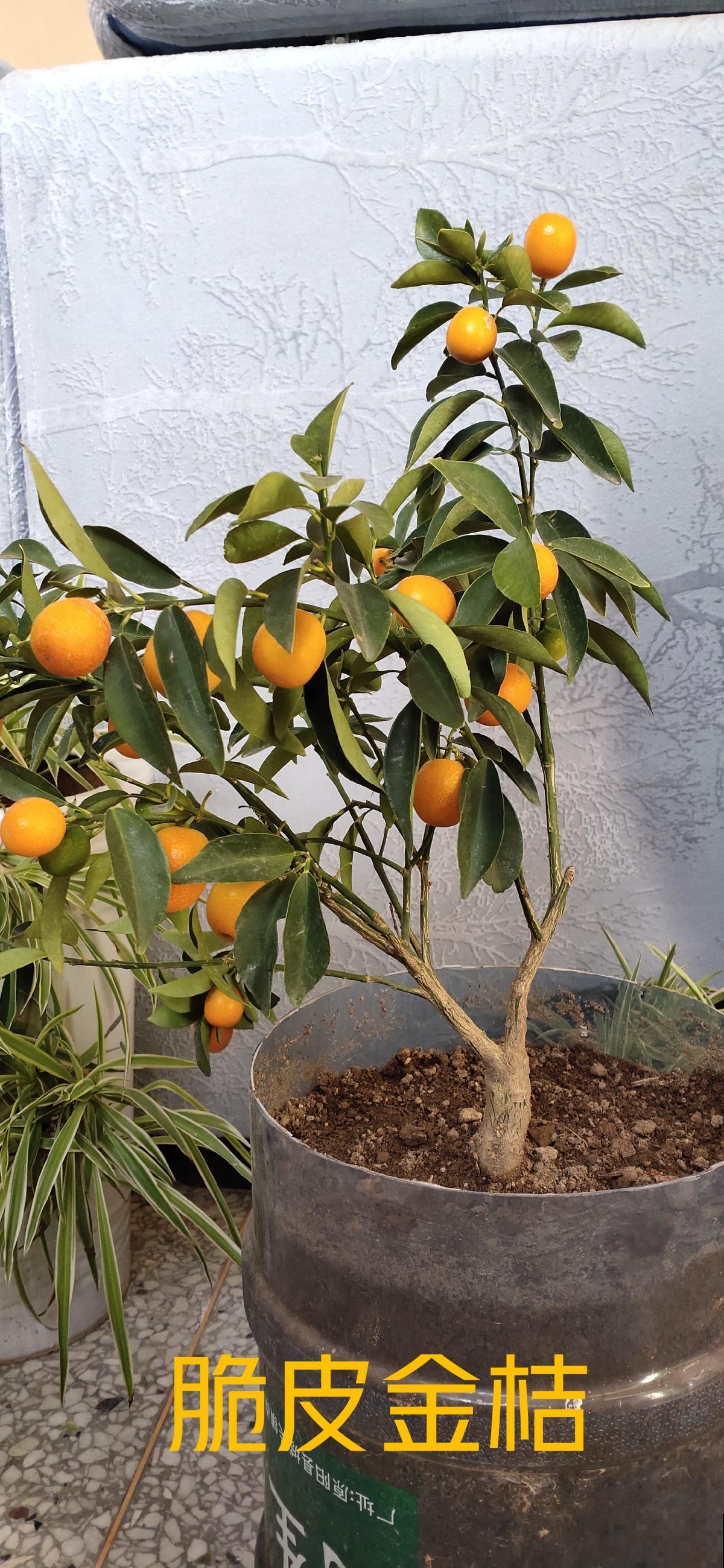 “家有果树，四季镇宅”，养盆果树，满枝结果有吉祥好兆头