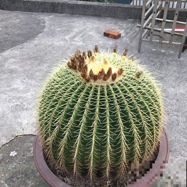 “镇宅花”合集，养一盆放家里，安全感十足