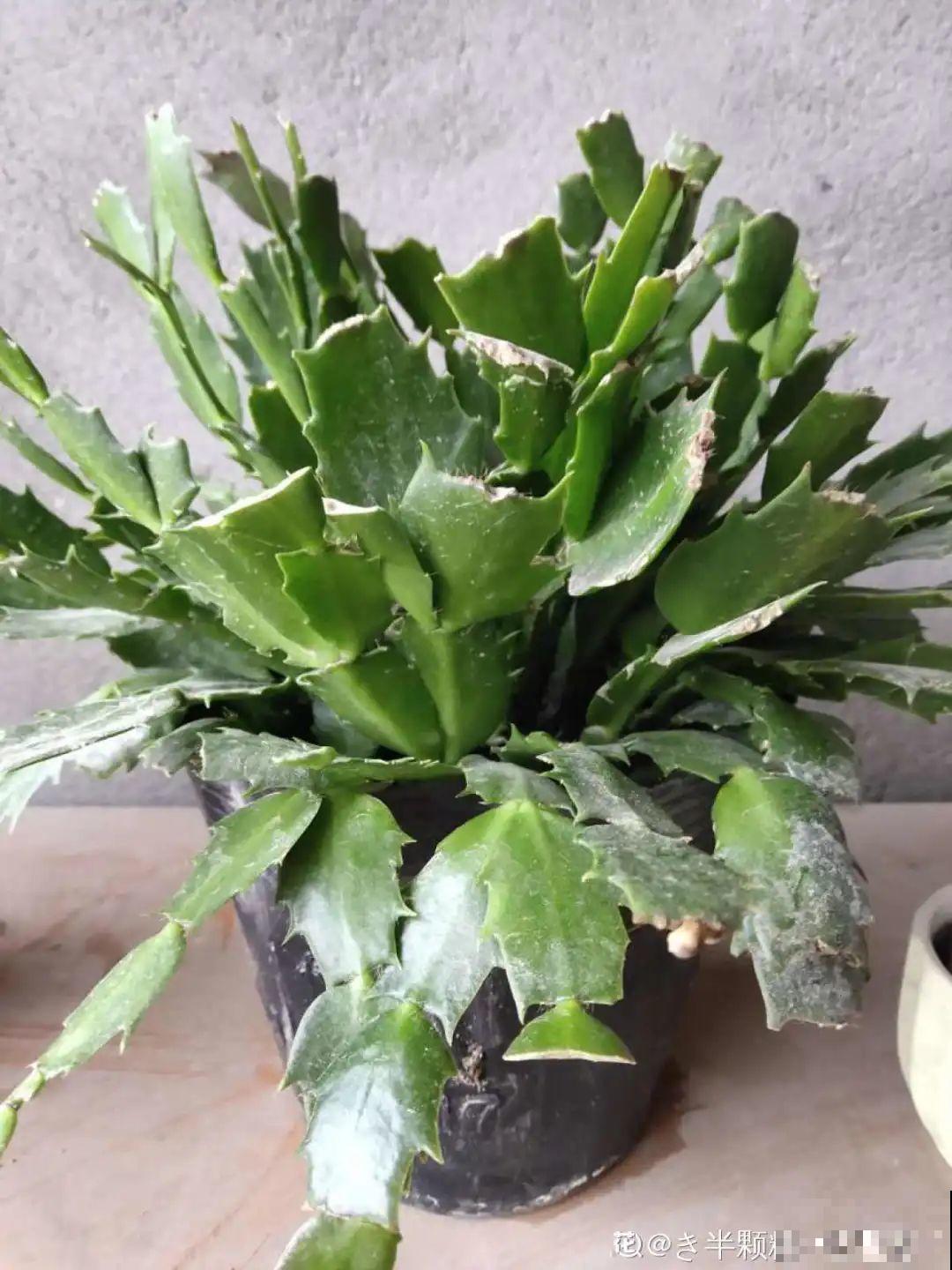 买茶花也要注意“坑”，注意5要点，叶子挺立有精神