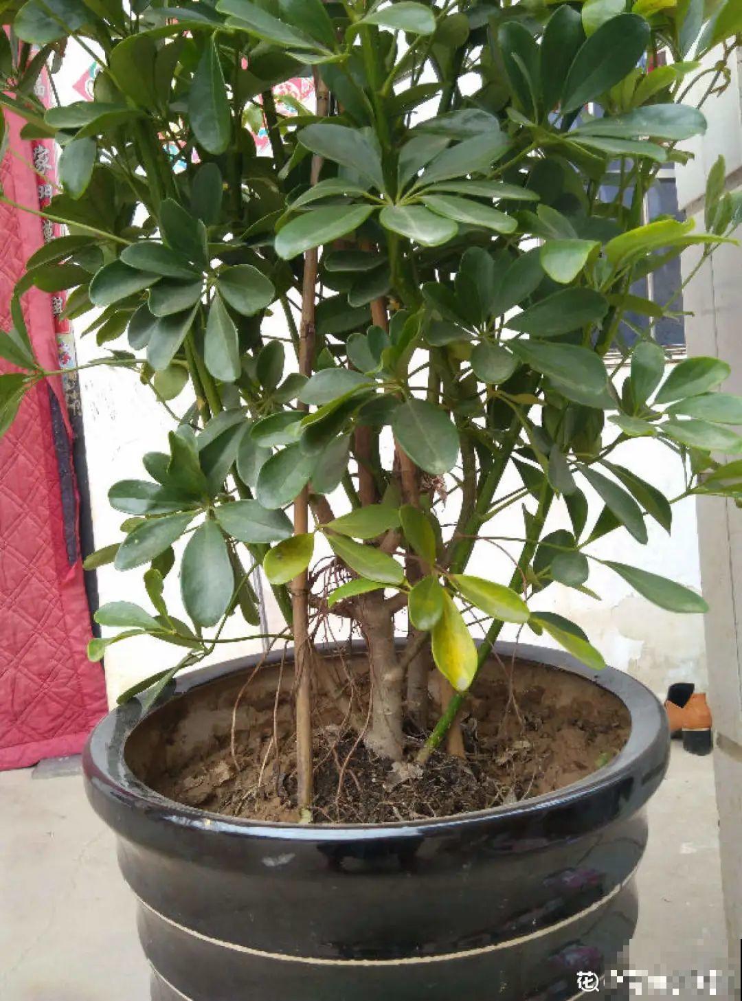 客厅养好树,子孙一直富,8种树养在家,镇宅有安全感 客厅养好树,子孙一直富,8种树养在家,镇宅有安全感