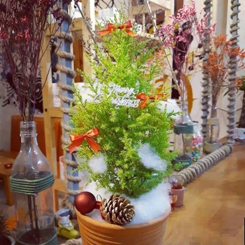 家里养一盆小香松,芬芳满室,满屋子都是高级香水味 家里养一盆小香松,芬芳满室,满屋子都是高级香水味