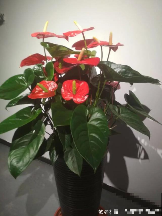 秋天给花补点“猛肥”,嫩芽一茬接一茬,花苞呼呼冒 秋天给花补点“猛肥”,嫩芽一茬接一茬,花苞呼呼冒