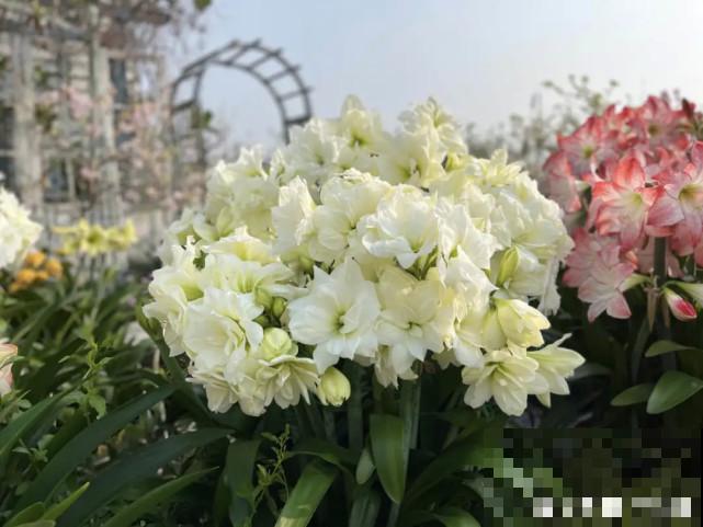 秋天给花补点“猛肥”,嫩芽一茬接一茬,花苞呼呼冒 秋天给花补点“猛肥”,嫩芽一茬接一茬,花苞呼呼冒