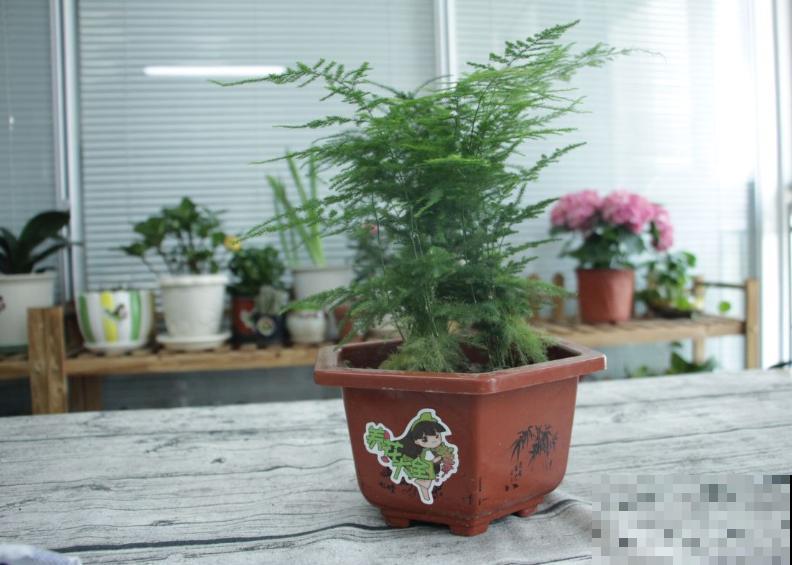 养花也能分析性格,你养什么花就对应什么性格,快来对号入座吧 养花也能分析性格,你养什么花就对应什么性格,快来对号入座吧