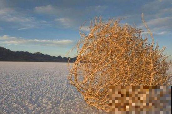 1种野草让美国人心累,中国人却做成美食,废物利用真是高明 1种野草让美国人心累,中国人却做成美食,废物利用真是高明