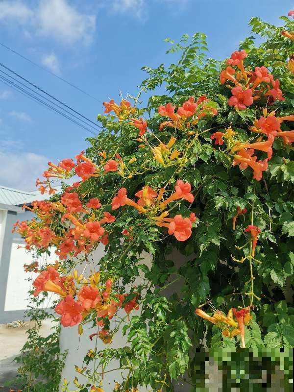 1种花真强悍，40度晒不死，-20度冻不死，北到沈阳南至深圳都能养