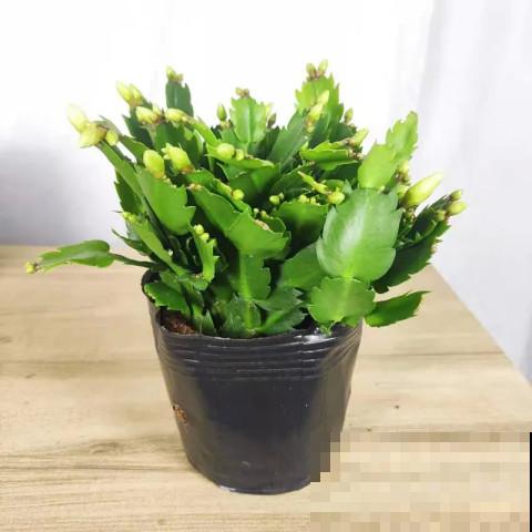 蟹爪兰“睡醒了”，给花施点肥，花苞呼呼冒