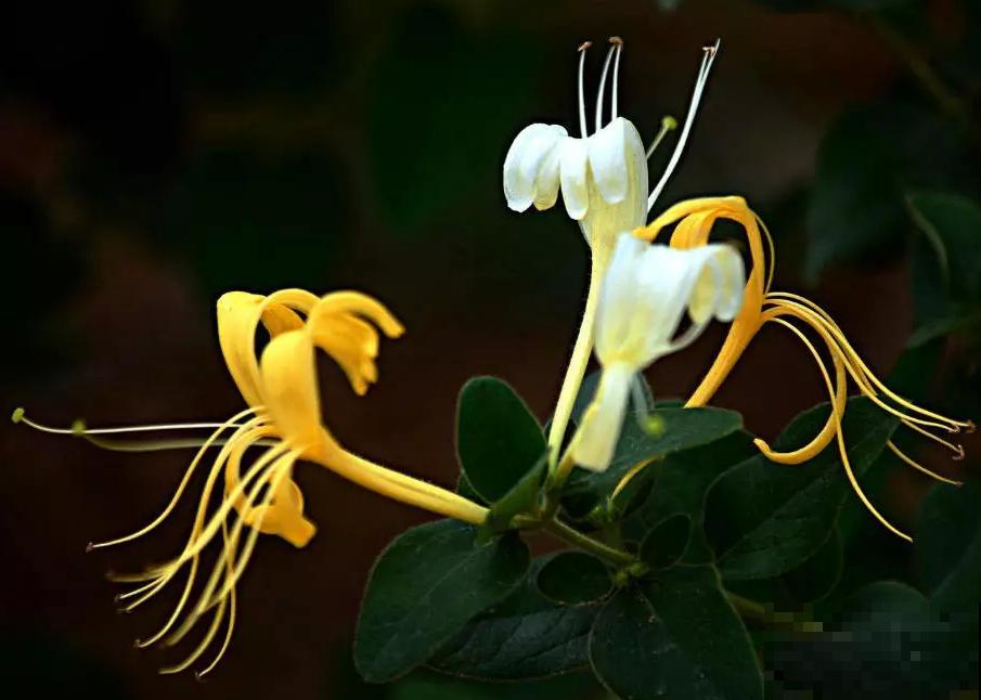 8种“安全花”，家里有老人孩子孕妇都不怕，反而清新养人