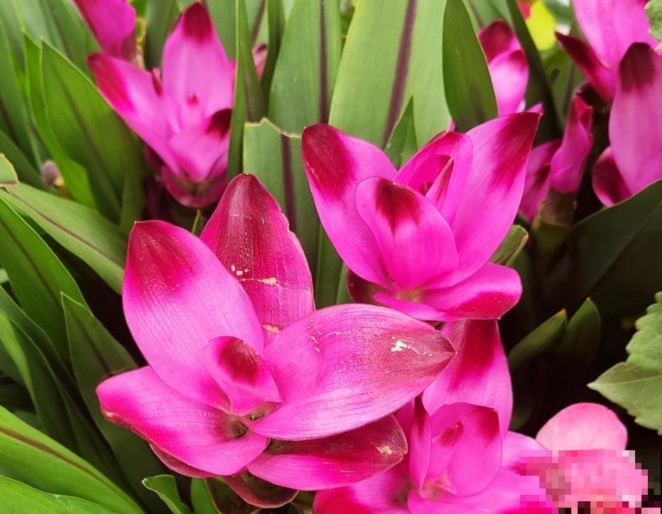 生姜也能开“荷花”？一个星期就发芽，开出比脸还大的“荷花”