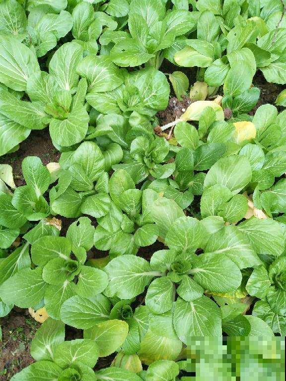 秋天吃的“养人菜”，自己在家也能种，新手照样能种好