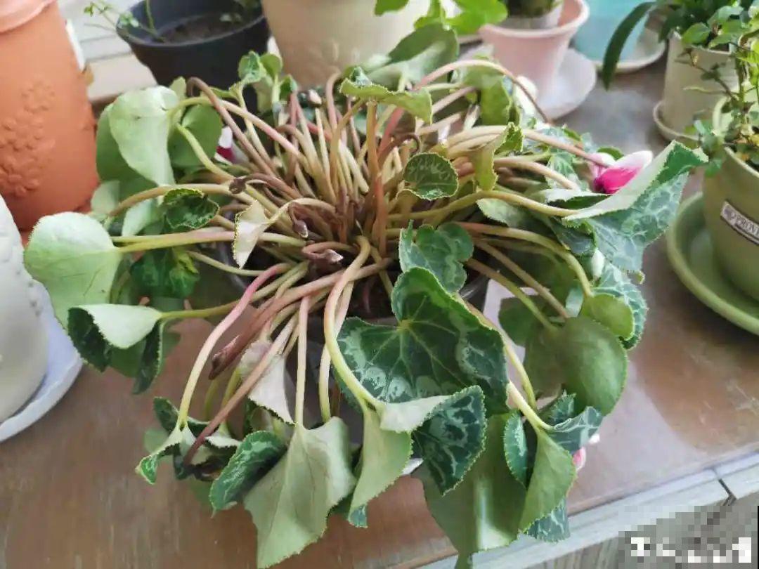 买茶花也要注意“坑”，注意5要点，叶子挺立有精神