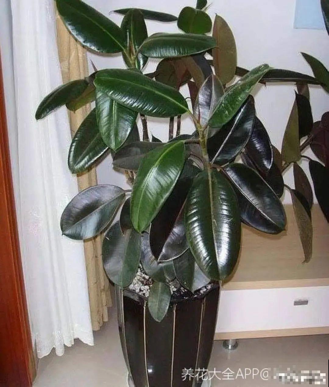 15种花，冬季浇水要注意，浇错了容易冻伤