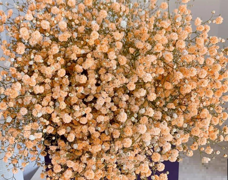 5种花卉冬天不要买，花市猫腻多，新手小白切记